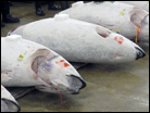 Tuna Auction
