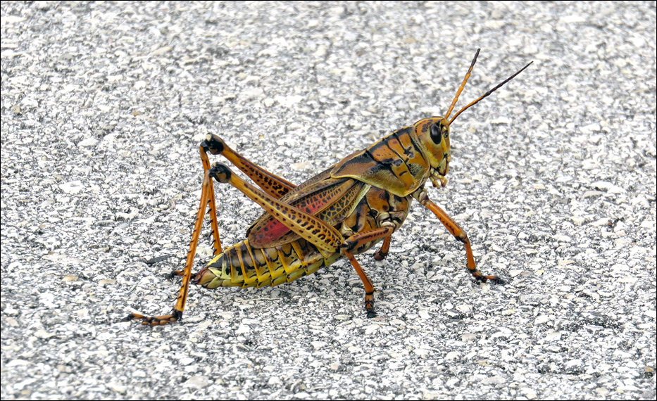 Grasshopper from Pluto